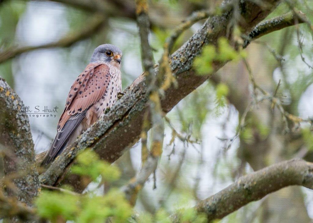 RuthSHart's tweet photo. Great News! After having the Kestral box up for 3 years. Kestrals have taken it and have been sitting on eggs for at least 4 days. Dad kestral is bringing food. Fingers crossed for chicks  @Natures_Voice #wildlife #kestrals @wild_essex @RSPBEssex @BBCSpringwatch https://t.co/qG6SJ7dlc1