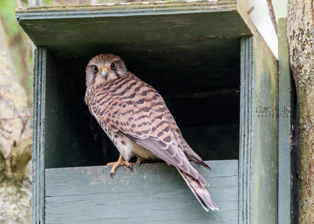 RuthSHart's tweet photo. Great News! After having the Kestral box up for 3 years. Kestrals have taken it and have been sitting on eggs for at least 4 days. Dad kestral is bringing food. Fingers crossed for chicks  @Natures_Voice #wildlife #kestrals @wild_essex @RSPBEssex @BBCSpringwatch https://t.co/qG6SJ7dlc1