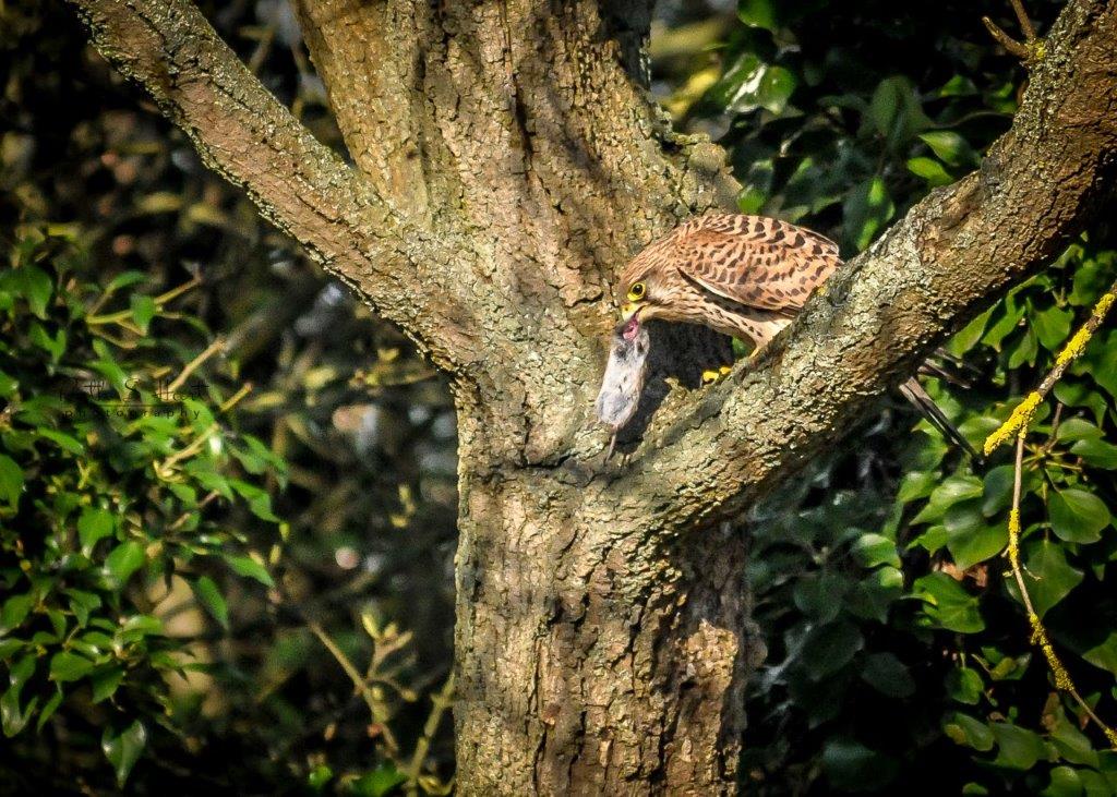 RuthSHart's tweet photo. Great News! After having the Kestral box up for 3 years. Kestrals have taken it and have been sitting on eggs for at least 4 days. Dad kestral is bringing food. Fingers crossed for chicks  @Natures_Voice #wildlife #kestrals @wild_essex @RSPBEssex @BBCSpringwatch https://t.co/qG6SJ7dlc1