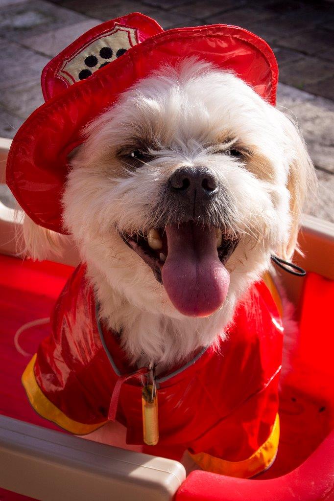StudioCourtenay's tweet photo. And the winner of our #trendypets competition is... Koko from Perth, and his owner Helen! Koko wore this adorable outfit when he was delivering food, dog beds, and water to dogs made homeless by a bushfire! Bravery and style, well done Koko!! https://t.co/sQIEDIxhO4