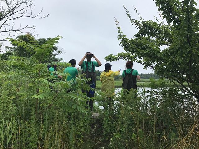 TRUEcologyNYC's tweet photo. POINT COUNT TIME! One of the many bird surveys that Project TRUE members conducted over the summer using the point count method. #CPZ #centralparkzoo #springcreekpark #brooklynNY #brooklyn #newyorkcity #birdwatching #pointcount #birdsurvey #urbanecology … https://t.co/28MZV3HZdf https://t.co/30HIZFUx4U