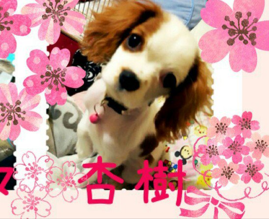 momo270610's tweet photo. #迷子犬 #キャバリア  #東京都八王子市H2812月20日朝9時頃失踪  #顔もまつ毛半分白 保護されて飼われていると普通に散歩していても気付かない事が多いと聞きました。杏樹の顔の特徴を沢山の方々に覚えて頂くしかないと思っています。皆様どうか力を貸して下さい🙇お願いします🙏 #大型連休 会いたい💧 https://t.co/6JbhM0t4P3