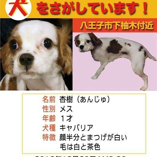 momo270610's tweet photo. #迷子犬 #キャバリア  #東京都八王子市H2812月20日朝9時頃失踪  #顔もまつ毛半分白 保護されて飼われていると普通に散歩していても気付かない事が多いと聞きました。杏樹の顔の特徴を沢山の方々に覚えて頂くしかないと思っています。皆様どうか力を貸して下さい🙇お願いします🙏 #大型連休 会いたい💧 https://t.co/6JbhM0t4P3