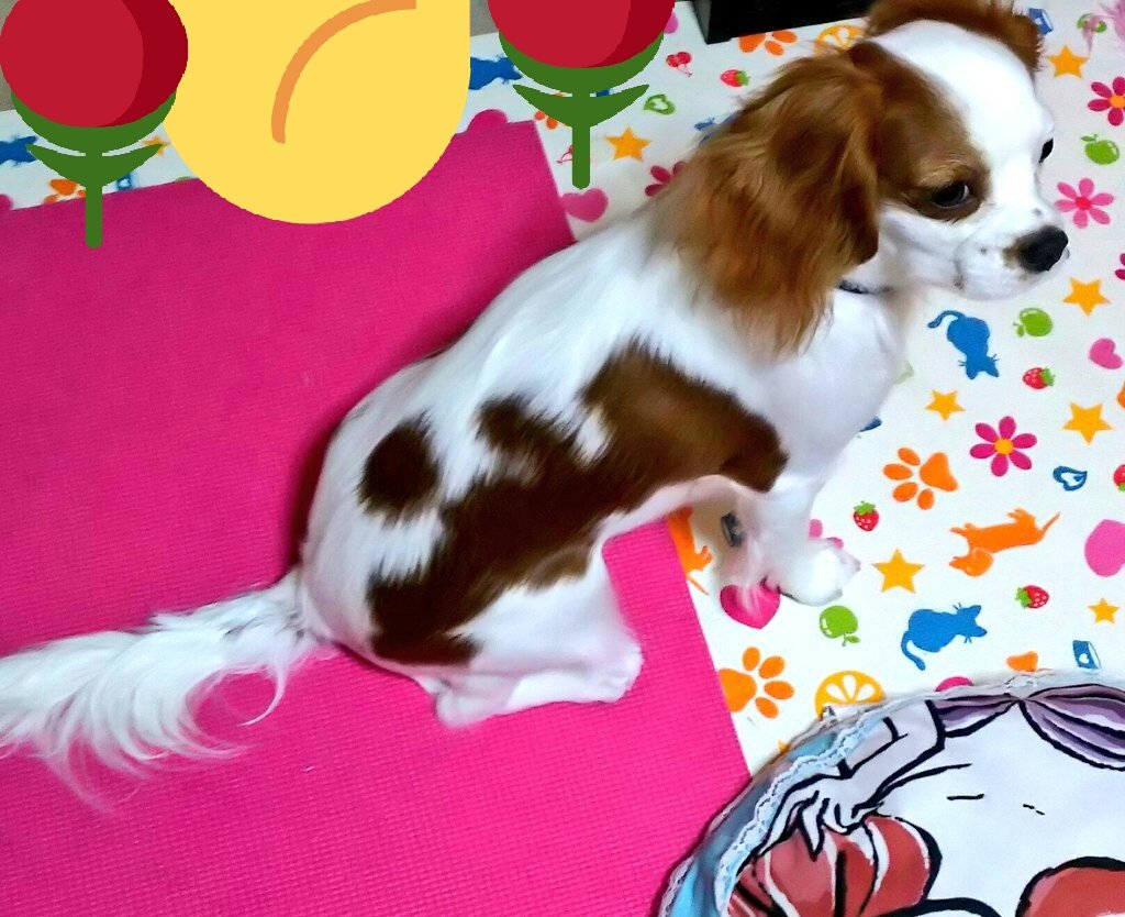 momo270610's tweet photo. #迷子犬 #キャバリア  #東京都八王子市H2812月20日朝9時頃失踪  #顔もまつ毛半分白 保護されて飼われていると普通に散歩していても気付かない事が多いと聞きました。杏樹の顔の特徴を沢山の方々に覚えて頂くしかないと思っています。皆様どうか力を貸して下さい🙇お願いします🙏 #大型連休 会いたい💧 https://t.co/6JbhM0t4P3