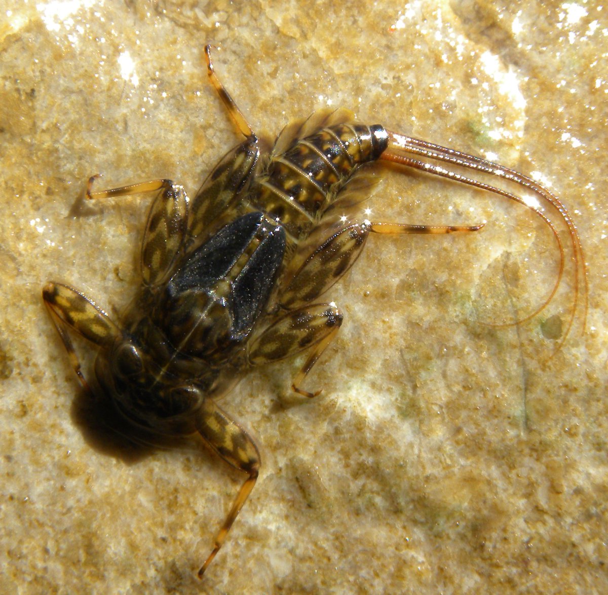 The latest work from the Llyn Brianne observatory shows how specialist invertebrates have been dwindling in our headwater streams over the last 30 years.  More in 'Ecology' at esajournals.onlinelibrary.wiley.com/doi/10.1002/ec… while <a href="/Cardiffuninews/">Cardiff Uni Comms</a> flag the work at cardiff.ac.uk/news/view/1168…