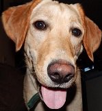 ICLibraryCirc's tweet photo. Two Cornell Companion dog visitors will be here this Friday May 4th from noon - 2 pm, behind the Library. And there is no mention of snow in the forecast that day! https://t.co/3sqZuY0AjT