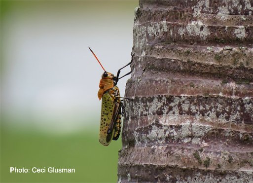 creativityworkshop.com
“I guess I’m trying to subjectify the universe, because look where objectifying it has gotten us. To subjectify is not necessarily to co-opt, colonize, exploit. Rather it may involve a great reach outward of the mind and imagination.” Ursula Le Guin