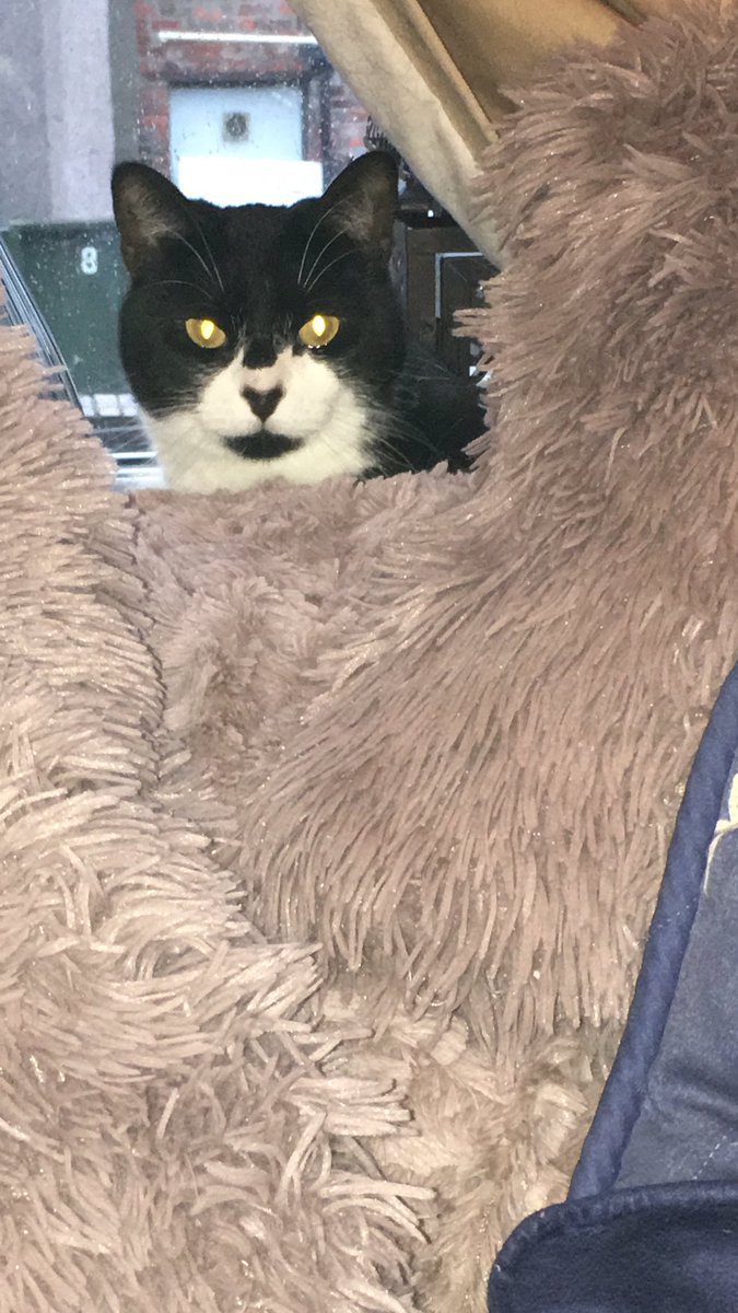 DapperDuffyPuss's tweet photo. Do you think she is missing me? @Ferndenecattery https://t.co/syjszi8Ww4