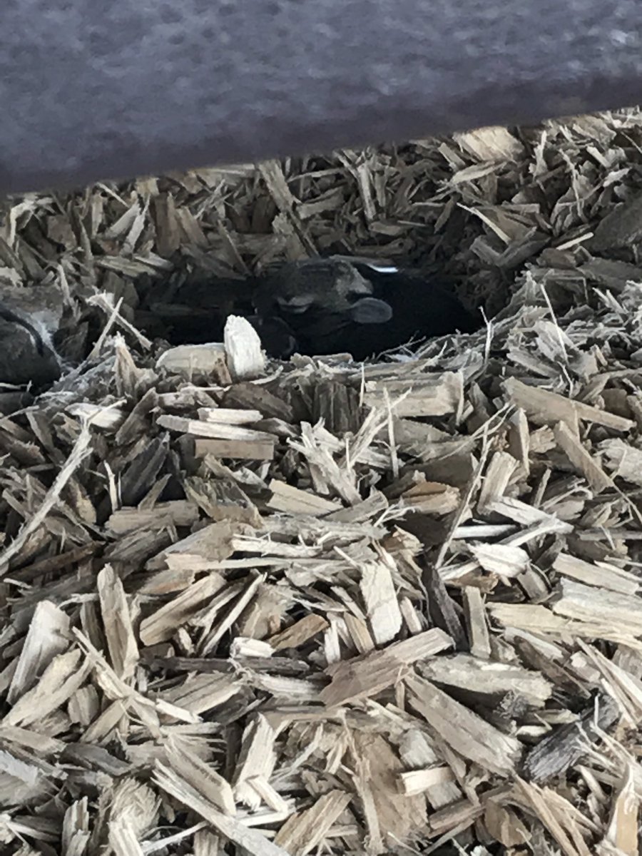 nhenderson4th's tweet photo. When there are baby bunnies on the playground... 😊❤️😊
#mosslearns #moss4 https://t.co/wIErWO1SiN