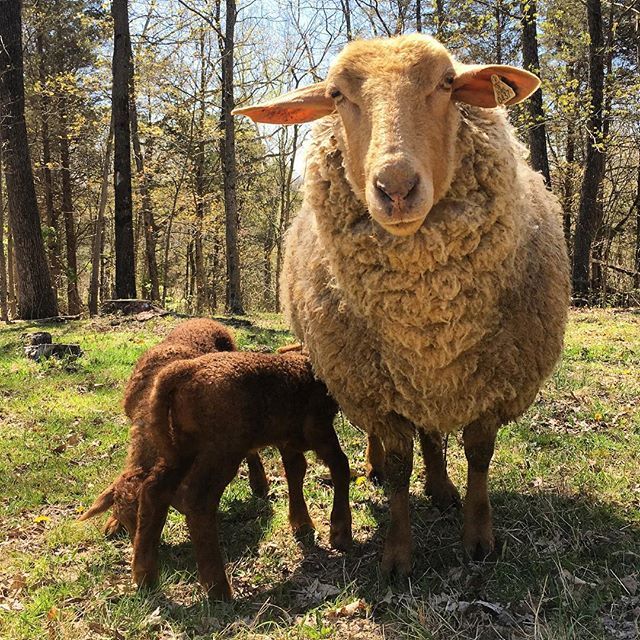 farmfresh4life's tweet photo. We let the ewes and lambs out to pasture today - so precious.
#Lamb‘s #Sheep #tunis #TunisSheep #Homestead #Homesteading #Homesteader #KeepingSheep #Lambing #LambSeason #Spring #SpringBabies #Farm #Farming #Agriculture #FarmFreshForLife https://t.co/3gO6Pz2Y5X