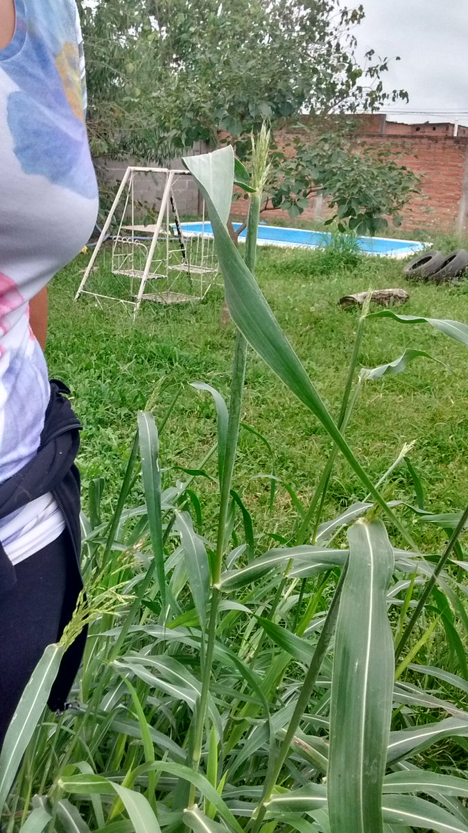 Silvanuzza37's tweet photo. Algunos pastos están un poco crecidos en mi patio #HastaElPecho https://t.co/bAk4akmZf2
