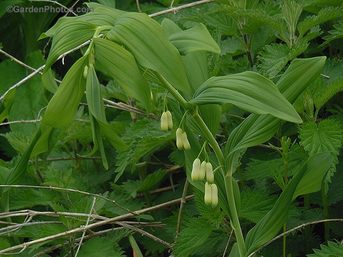 Graham_Rice's tweet photo. Solomon's seal unexpectedly growing amongst the nettles across the field from the allotment.
#polygonatum #solomonsseal #wildflower #britishnative https://t.co/ivQLej2w75