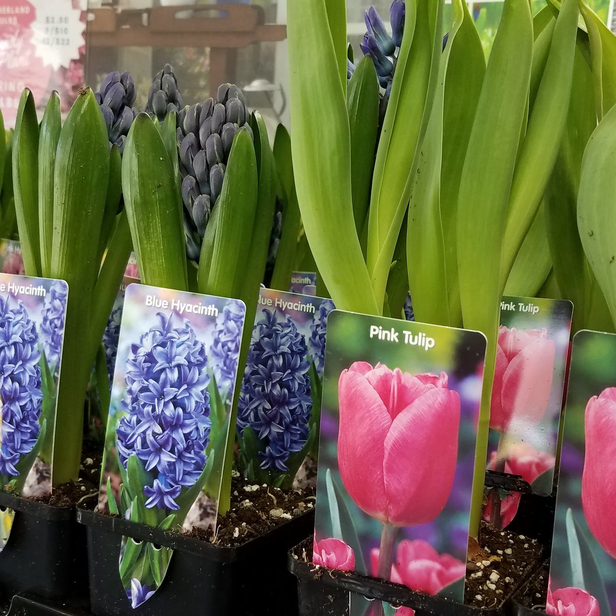 mastersonsgc's tweet photo. Spring flowering bulbs in stock now!

#spring #Flowers #eastaurora https://t.co/ubjoIXZEo6