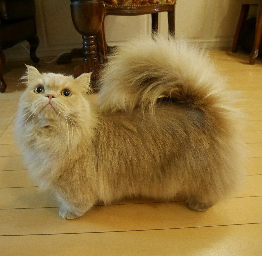 sarah_repasy's tweet photo. Look at this cat https://t.co/yVfAABeRaH