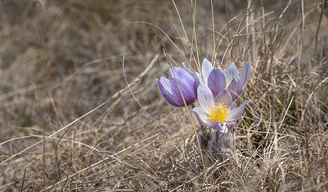 mphocus's tweet photo. Thewild Crocuses are out. It must mean it is #Spring #crocus #prairie #prairiegrasses #meanwhileinsask #exploresask #wildcrocus #wildsaskatchewan #livingyxe #nikoncanada #nikonshooter #nikon https://t.co/ajIqi0YUQY https://t.co/NoakMw0WsR