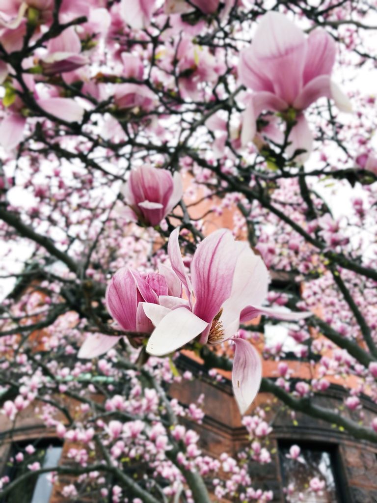 mysocalledsemi's tweet photo. Finally seeing magnolias bloom. It’s almost like spring is actually here. Who would have thought? 
#spring #springinboston #springtime #magnolias #bloom #boston #bostonblogger #lifestyleblog #lifestyleblogger #acolorstory #igersboston #mysocalledsemiadultlife https://t.co/2yc35wQcEN