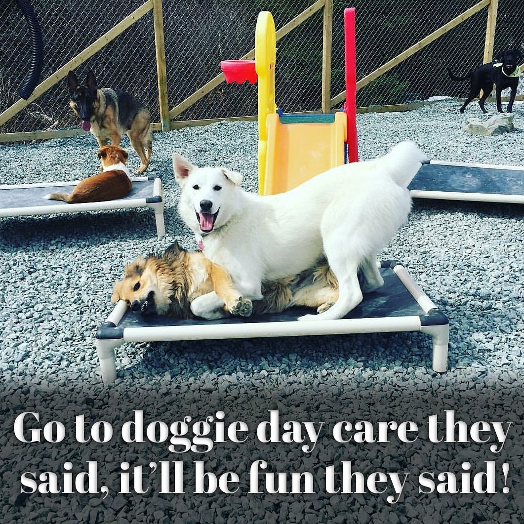 Kuranda Dog Beds (Kuranda) Twitter