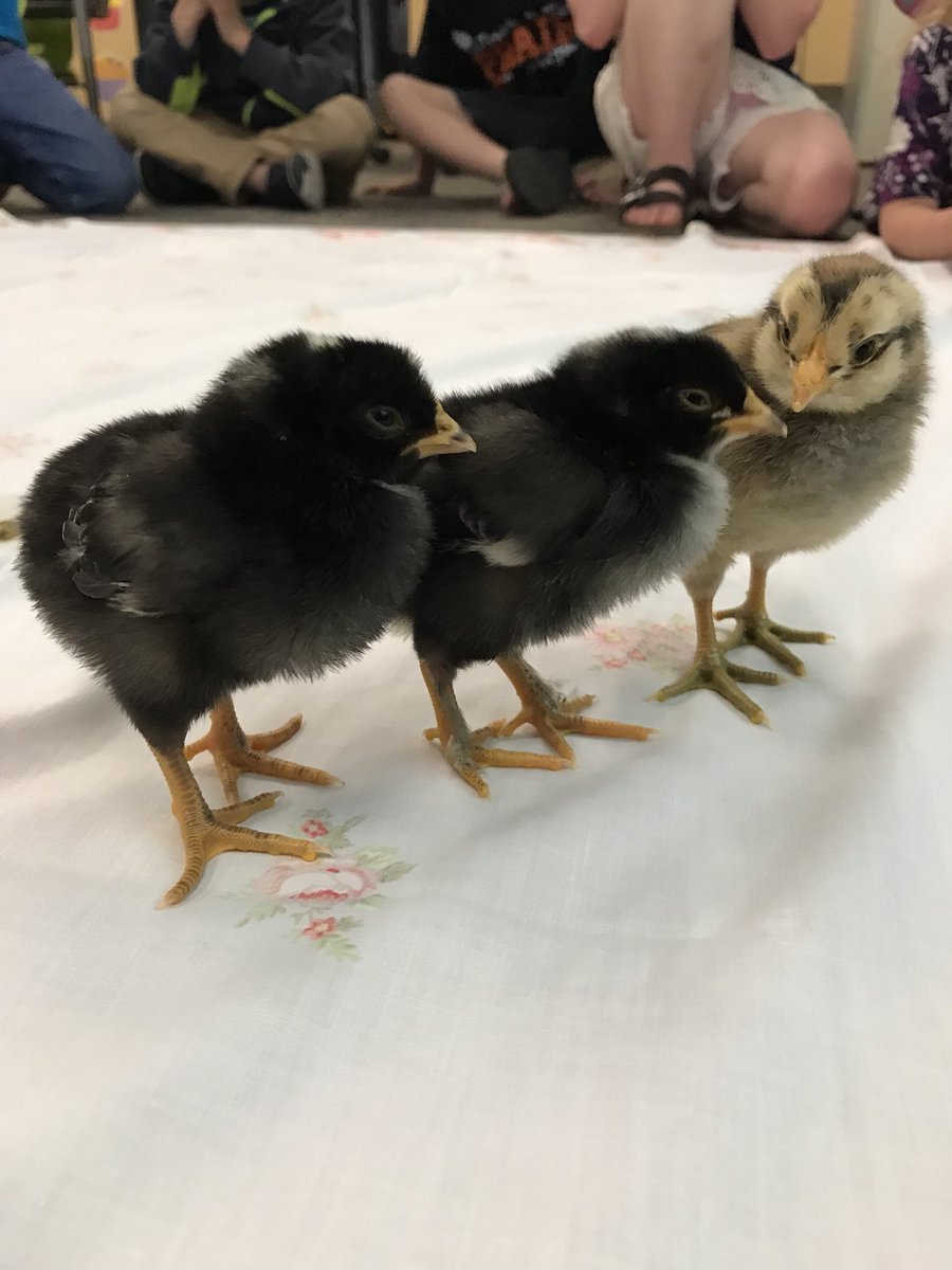 susburris's tweet photo. Baby Chicks in Kdgn!  Here’s 3 of our batch of 16 this year! #alwaysfun #MorrisJays https://t.co/yXoMIbxrWe