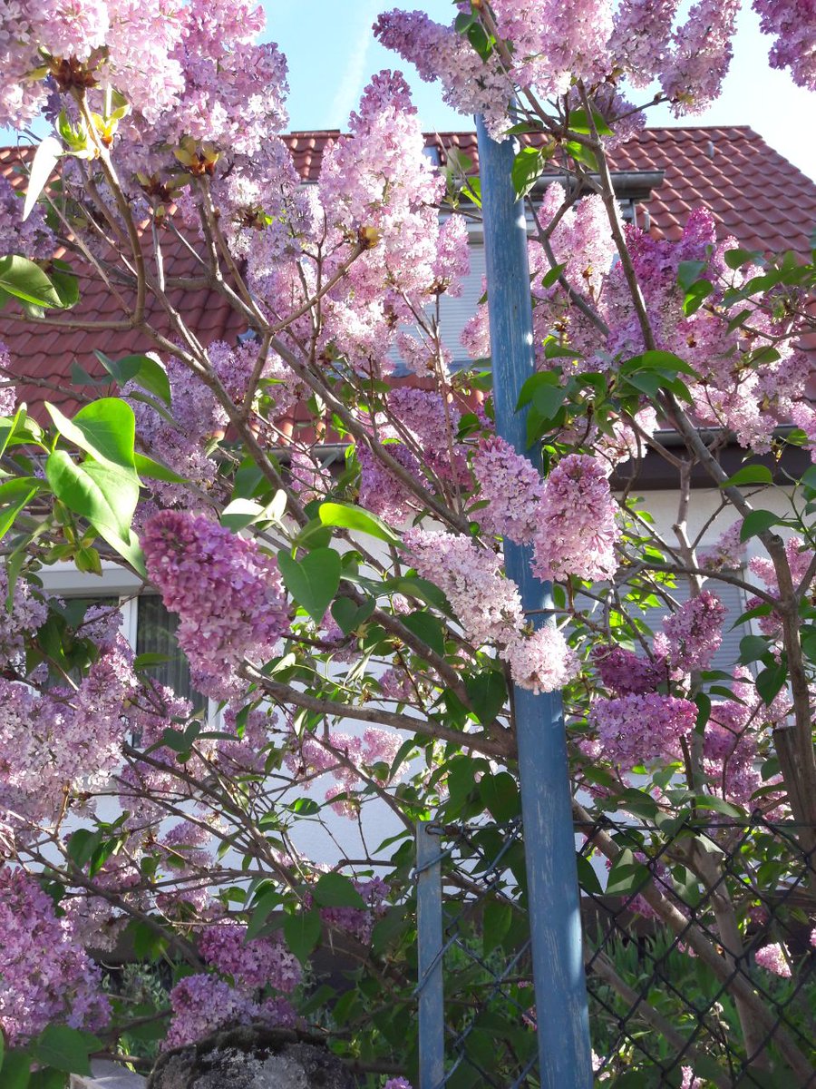 Aziza19105530's tweet photo. 😇🌺🌻💐🌼🌷💐🌸Der Frühling ist gekommen und alle Dinge beginnen sich langsam zu erholen Es ist wirklich schön, Gottes Schöpfung zu sehen.Gott sei Dank
https://t.co/9frp6AAisU
#Evangelium #derPeter #derMoses #dieEva #dieReligion https://t.co/MbKjDfoi5s
