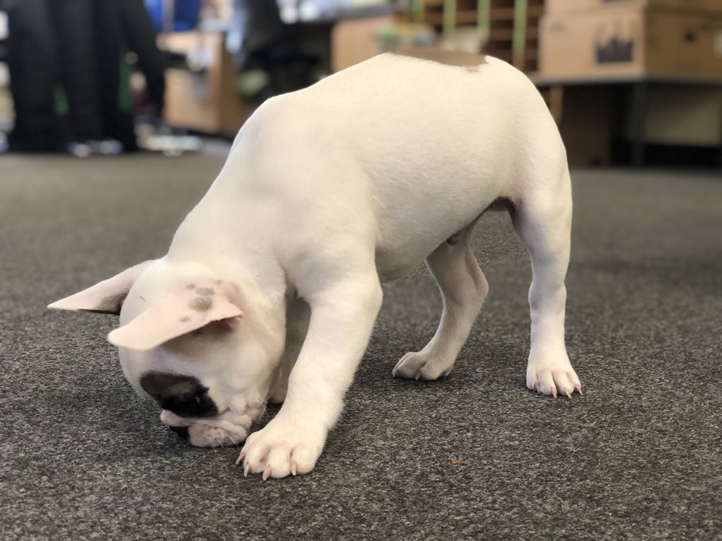 mead_farm's tweet photo. Hugo, our farm dog, has been very busy cuddling a staff and investigating the carpet... this week he has his final shots and can join the other animals #meadfarm #farmdog #stafftherapy #therapydogs #puppylove @varndeangoats https://t.co/8gOxHmc1g9