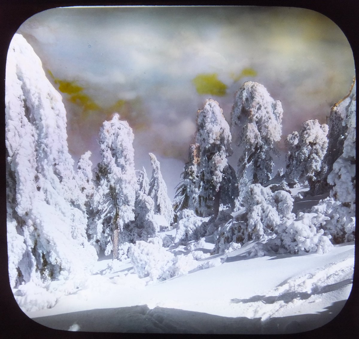 PA_MoPH's tweet photo. Ice covered trees on the top of Mt. Wilson in California.
#photoantiquities #photography #magiclanternmonday #magiclantern #nature #winter #snow #mountains https://t.co/1gerJGWofQ