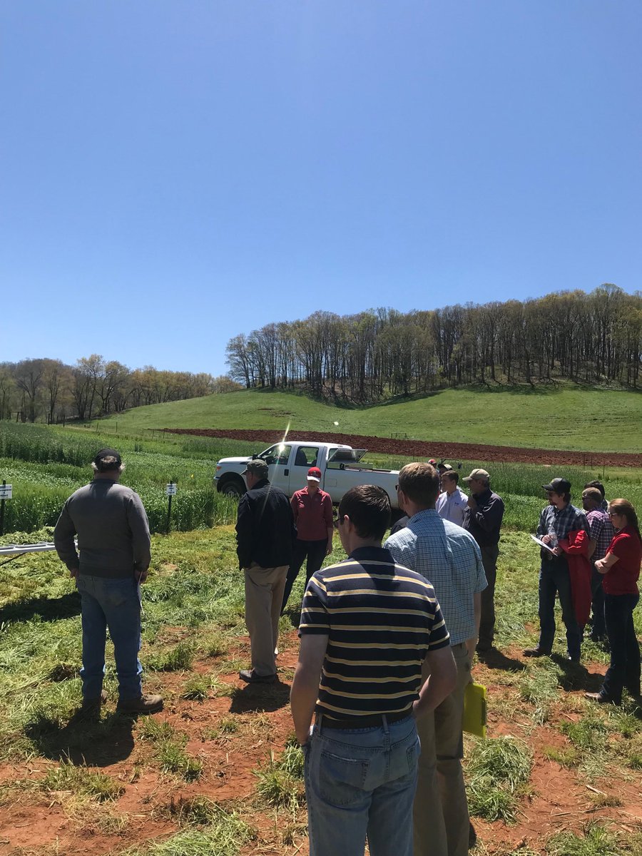 NCDairyExt's tweet photo. Out standing in our field...#ncsmallgrains #ncdairyext https://t.co/7ApeO1BLUf