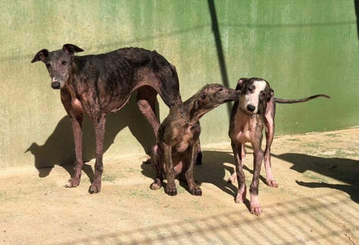 fundacionbm's tweet photo. Auxiliamos a una madre e hija ambas infectadas de sarna, ambas preciosas. Al poco tiempo recibimos a un tercer perrito infectado también que, aunque no parecen ser de la misma camada, al reunirse, se han puesto muy contentos
apadrina: https://t.co/Ug5DP3oaaY https://t.co/IWihyKZxnc