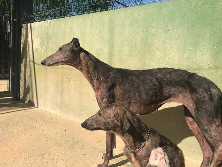 fundacionbm's tweet photo. Auxiliamos a una madre e hija ambas infectadas de sarna, ambas preciosas. Al poco tiempo recibimos a un tercer perrito infectado también que, aunque no parecen ser de la misma camada, al reunirse, se han puesto muy contentos
apadrina: https://t.co/Ug5DP3oaaY https://t.co/IWihyKZxnc