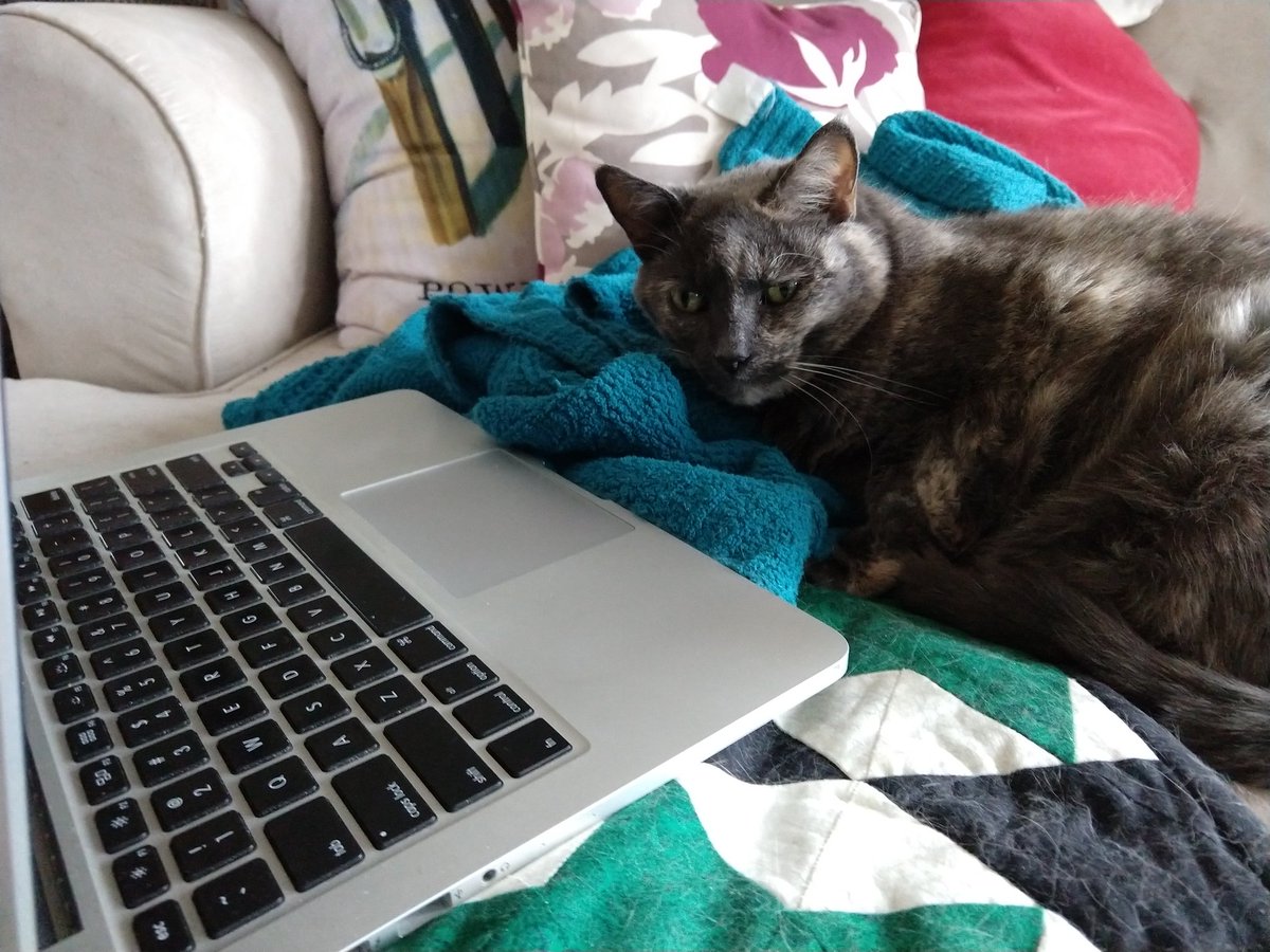 cmleider's tweet photo. Today is #NationalAdoptAShelterPetDay! Meet Leila, she came home with me from the @MspcaAngell back in 2010 and she'll be 14 in September! #ILoveCats #AdoptDontShop #ProfessorCat https://t.co/f6nLebmeOD