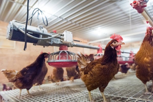 EggFarmersofNS's tweet photo. Where does the phrase "pecking order" come from? Dr. Tina Widowski, a professor at the University of Guelph and @eggsoeufs Research Chair in Poultry Welfare explains what it means and shares more about the social behaviours of a hen! Learn more here: https://t.co/RnqlV6JKNy https://t.co/2Sq207N1XU
