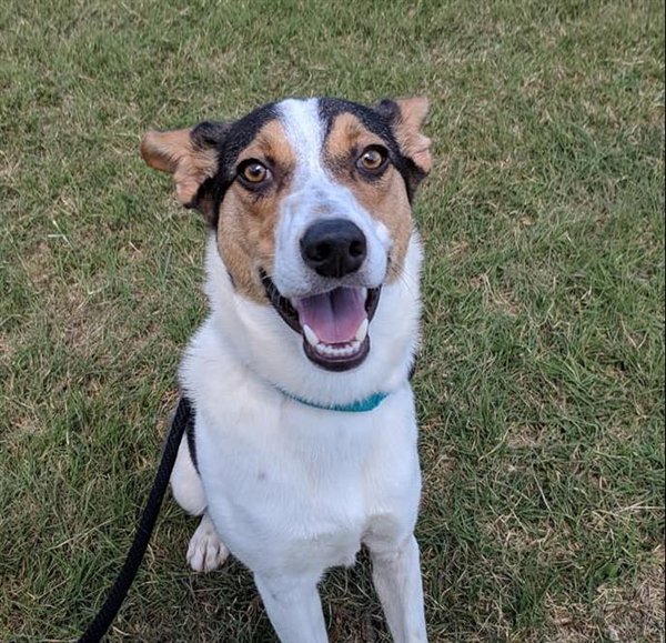 spcaoftexas's tweet photo. In celebration of #NationalAdoptAShelterPetDay we'd like you to meet a few of our adorable adoptables!! Ob Nixilis, Belle, Wallace, &amp; Commander are all ready to find their forever homes. Stop by our Dallas or McKinney location today and meet your next best friend! #AdoptDontShop https://t.co/4lp7pfOO29