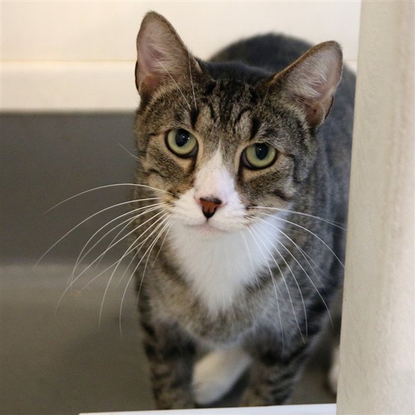 spcaoftexas's tweet photo. In celebration of #NationalAdoptAShelterPetDay we'd like you to meet a few of our adorable adoptables!! Ob Nixilis, Belle, Wallace, &amp; Commander are all ready to find their forever homes. Stop by our Dallas or McKinney location today and meet your next best friend! #AdoptDontShop https://t.co/4lp7pfOO29