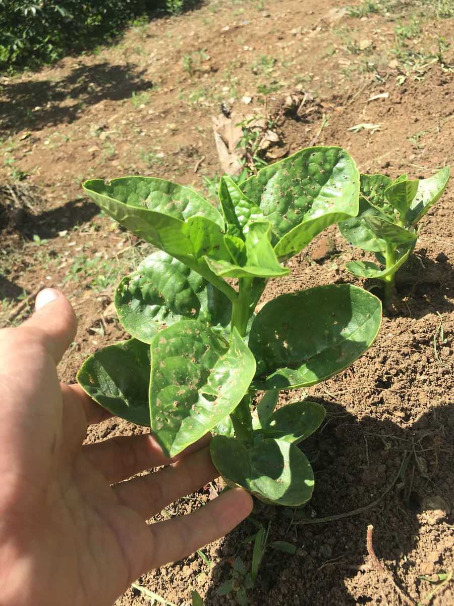 danieldiazgaray's tweet photo. Cositas lindas que vienen en camino. #DesdeMiHuerto 🌿 https://t.co/MdzRWsiLmh
