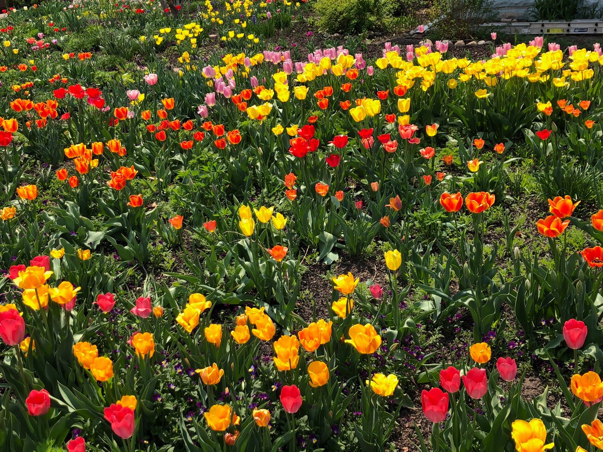 RobbinBowler's tweet image. Gorgeous tulips!