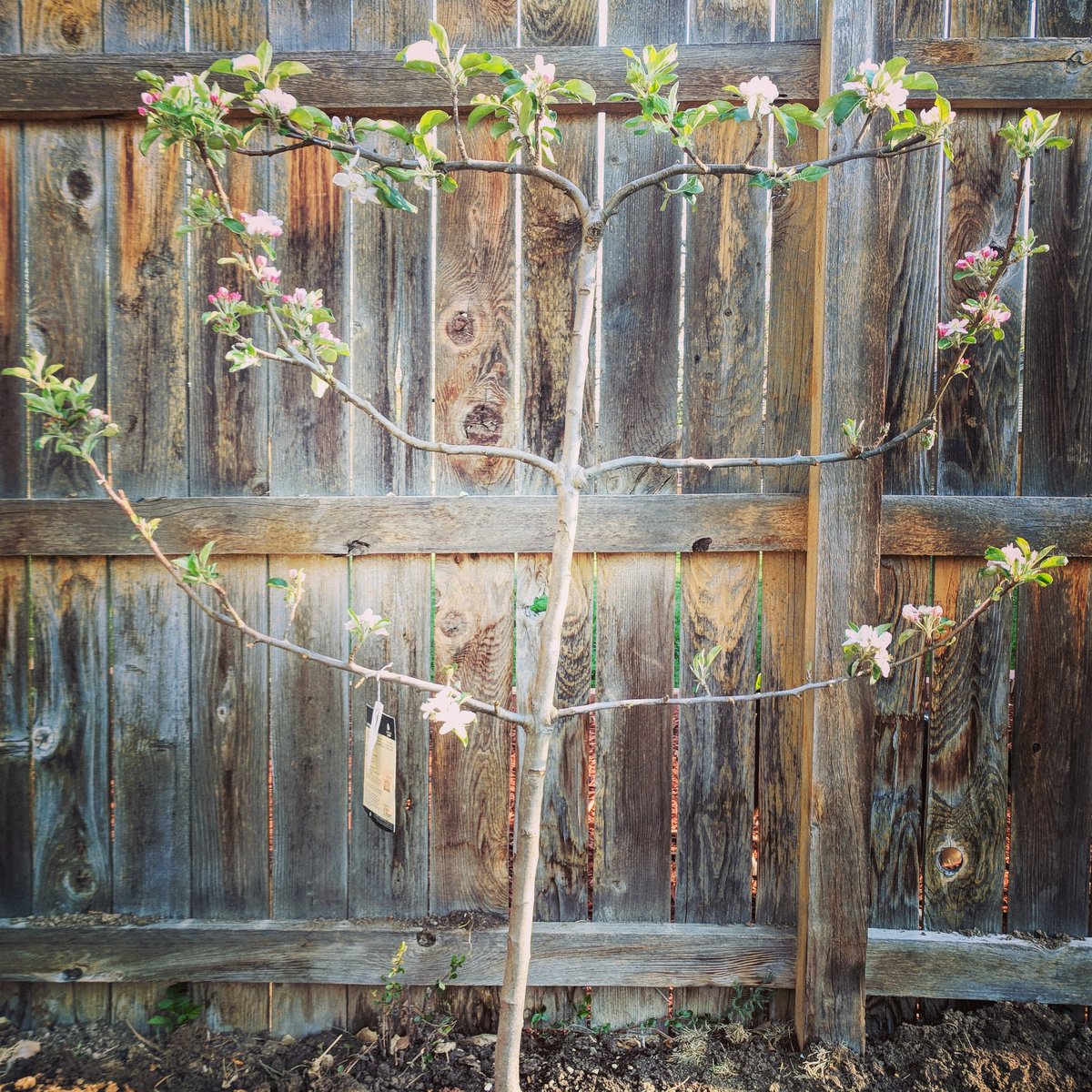 Weekend project at #lafincachiquita