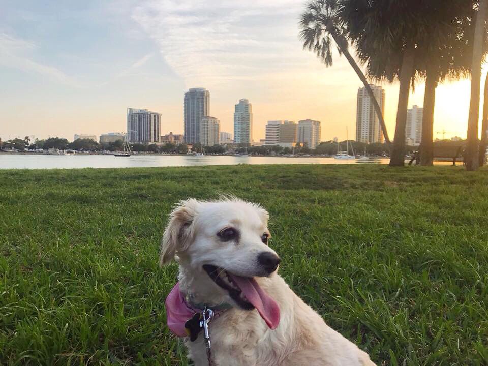 Go celebrate #NationalAdoptAShelterPetDay I promise you won’t regret it! 🐾 And if you’re on the fence about adopting a furry friend, I hope this picture of Luna convinces you otherwise 😜 #LiveAmplified #dtsp