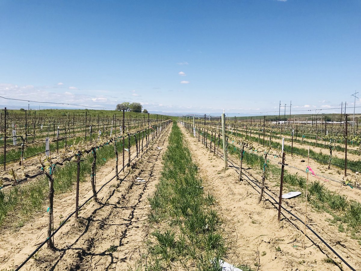 sean2door's tweet photo. Award winning Yakima Valley Otiś Vineyard Albariño, Vineyard is loving the sun we are excited for 2018 vintage!! Tudor Family Farmed
@MaryhillWinery @SmasneCellarsWA 
#YakimaValley #WAWine #seafood #gamechanger #gold-medal-winner https://t.co/m7RGiOaqG6