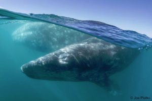 #Whales, #Seamounts, and Fisherfolk: How Conservation Efforts Tackle a Growing Threat to Marine Life ow.ly/IX0c30jL2X8