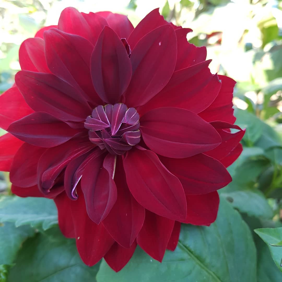 michellesouza's tweet image. #Forco #Força e #Fé 👊💪🙏 #Elafaladosbastidores 🗣

#instagramopolis #MichelleSouza #blog #Brazil #Pirenópolis #instagram #journalist #periodista #cult #cultura #segunda #acriação #docriador #poesia #flores #love #amor #paz #fé #gratidão #Deusfez #Deusnocontrole #força