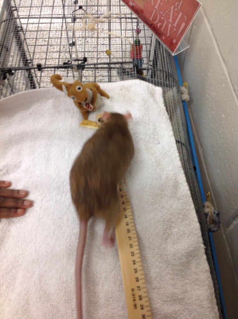 MissKiwitheRat's tweet photo. "How long is your tail?" Patiently being measured to answer the question posed by a Grade 2 student. #MeasureMe @OLMCOttawa https://t.co/ci489u1WpK