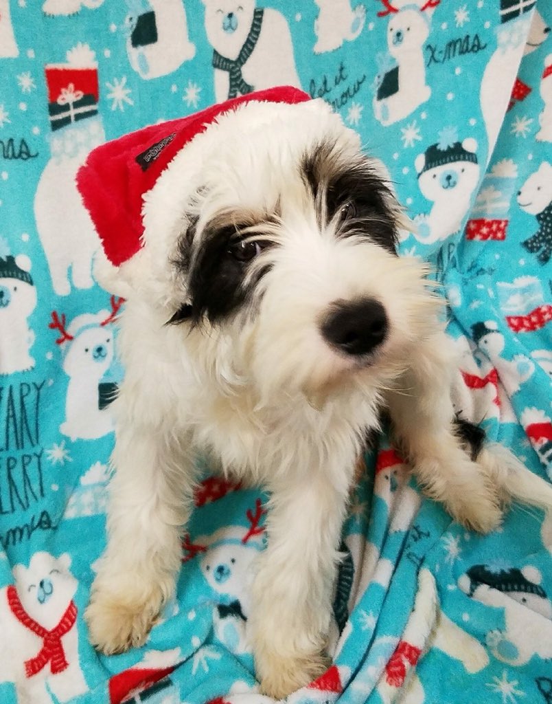 marcieaiello's tweet photo. Adopted in Dec 2017, ❤️❤️❤️ our Willow!! #NationalAdoptAShelterPetDay #HelpSavePets https://t.co/ud7iEbaJA0