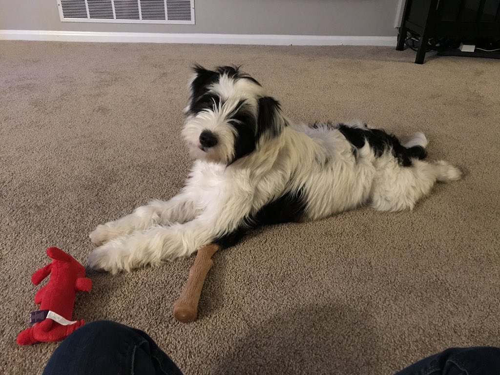 marcieaiello's tweet photo. Adopted in Dec 2017, ❤️❤️❤️ our Willow!! #NationalAdoptAShelterPetDay #HelpSavePets https://t.co/ud7iEbaJA0