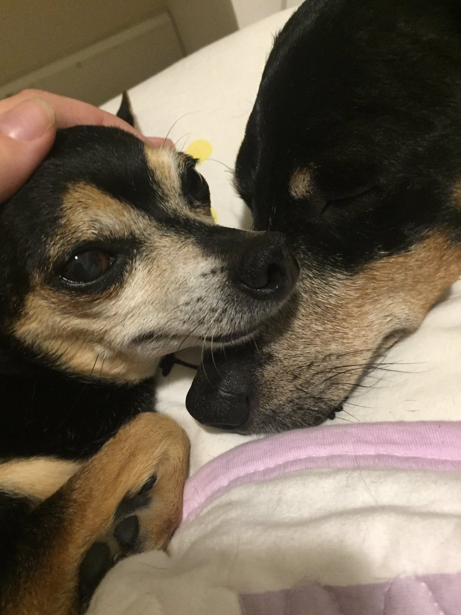 pamisluize's tweet photo. Seja a maior fã dos seus doguinhos 🖤 https://t.co/K86h4ARaMg