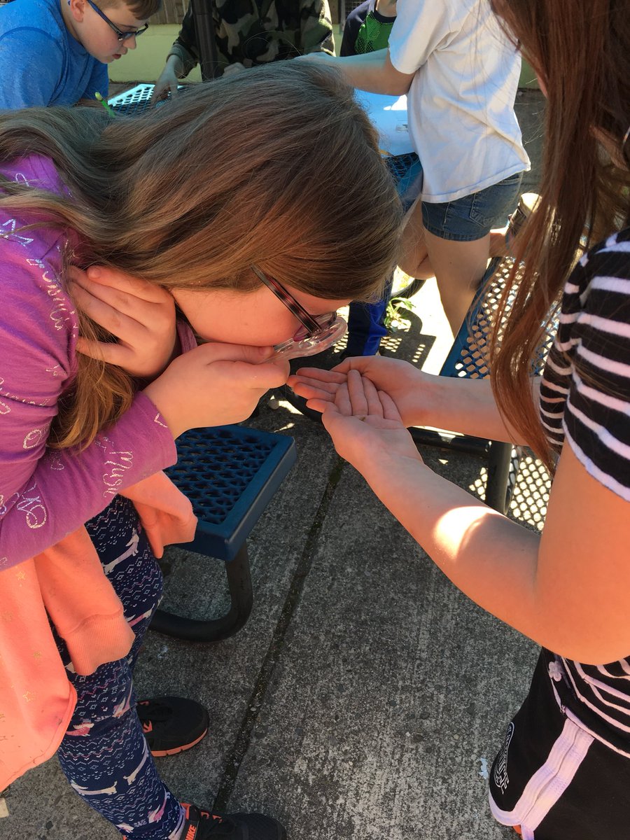 mrscannsclass's tweet photo. Life cycle of a meal worm @MerwinMustangs @WestCler #mealwormscanbefun https://t.co/jqejZ4RtUa