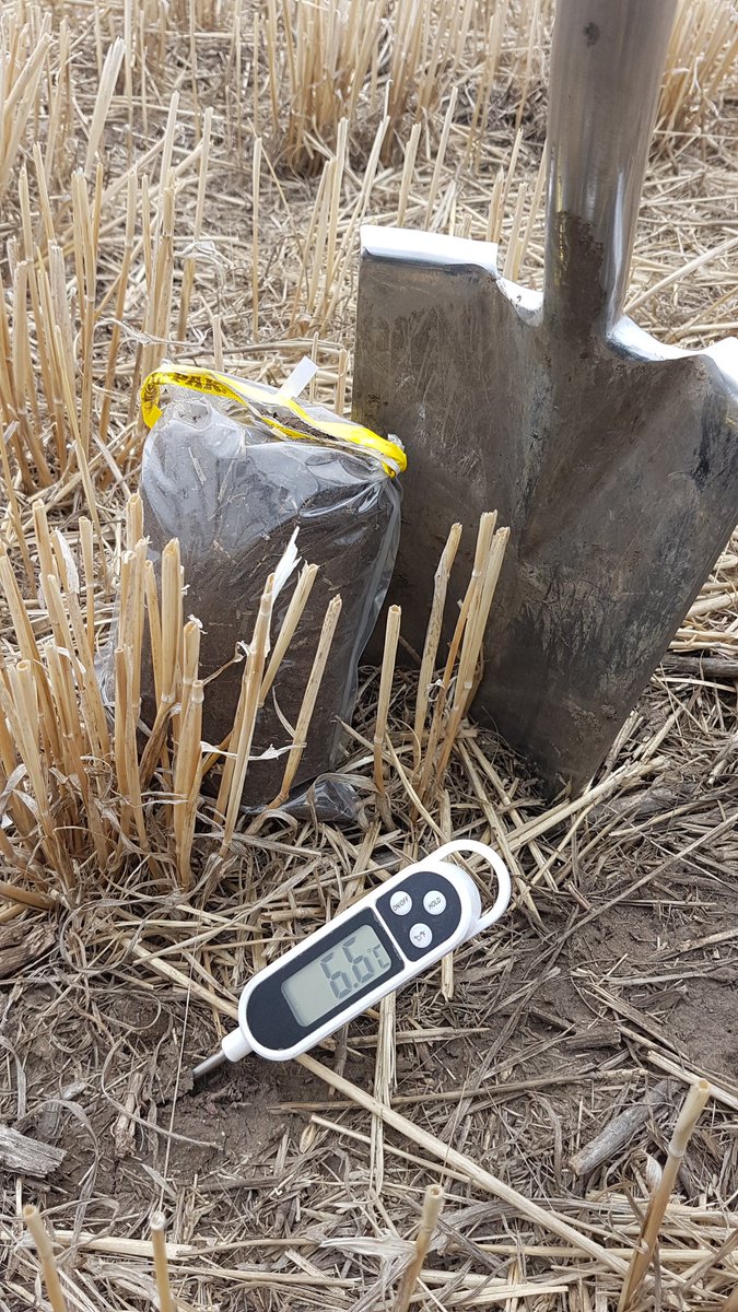 Kirsten_Roy's tweet photo. Spring sampling update, top ~2.5 inches of soil is getting warm! 6.6° at 12:30pm. Seeing the occasional seeder heading out! #plant18 #stepupyoursoil https://t.co/39skuq5jxd