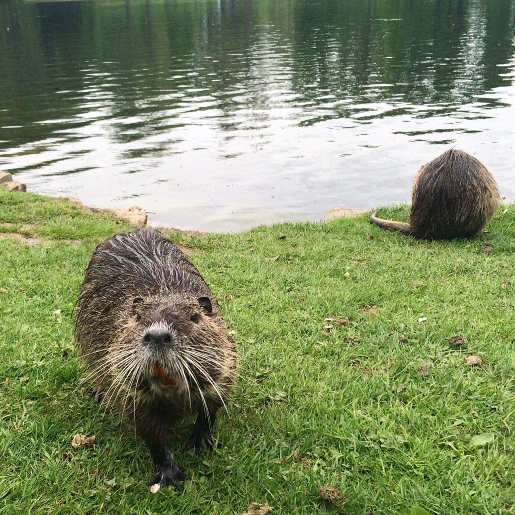 CurioNeuro's tweet photo. Look who's walking around in @BonnerRheinaue next to @caesarbonn https://t.co/tY3ubEsas9