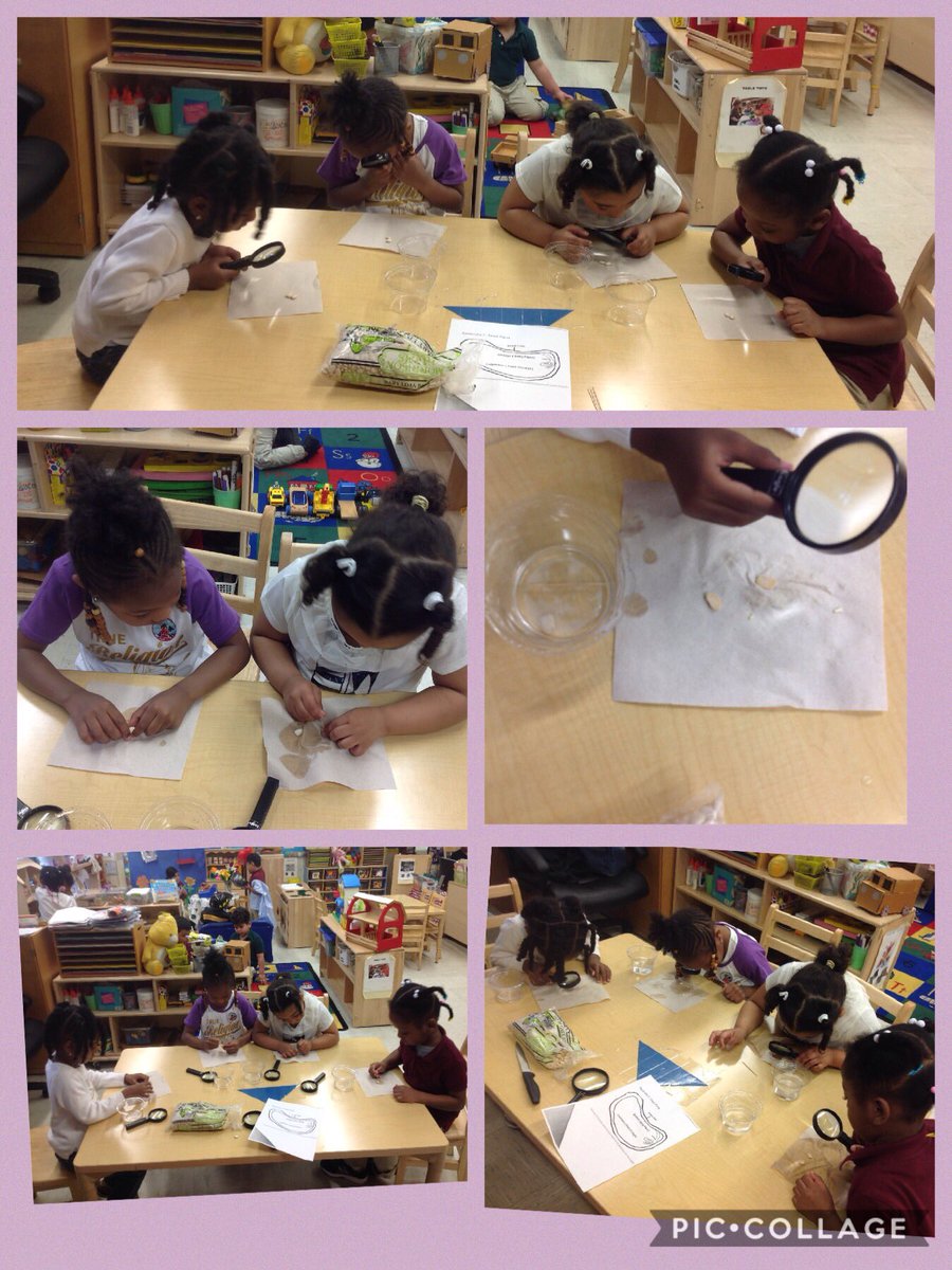Pre K 121 examines and dissects lima bean seeds#ps76q