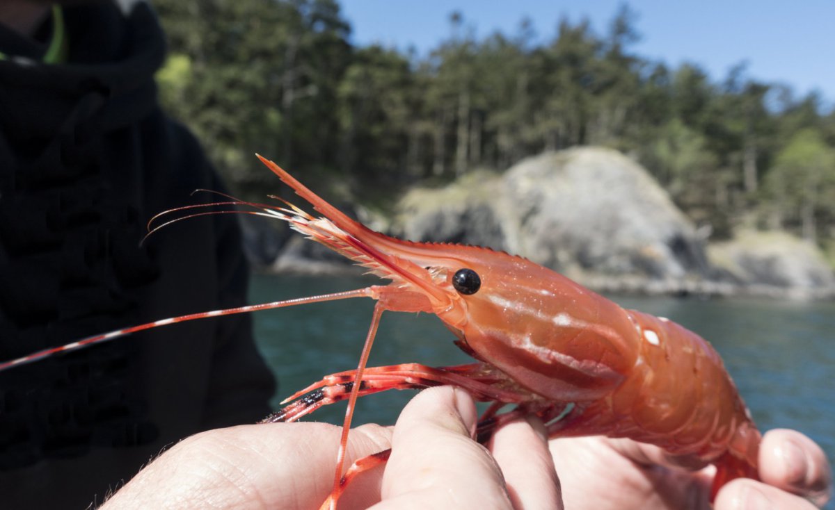 intercitypackrs's tweet photo. As a founding member of @SeaPact, we have the opportunity to sponsor the development of projects with the mission to improve #sustainability within the seafood industry. This month's feature is the BC Shrimpers’ Association project, Bycatch Mitigation and Regulatory Change. https://t.co/MyN8oNaCNk