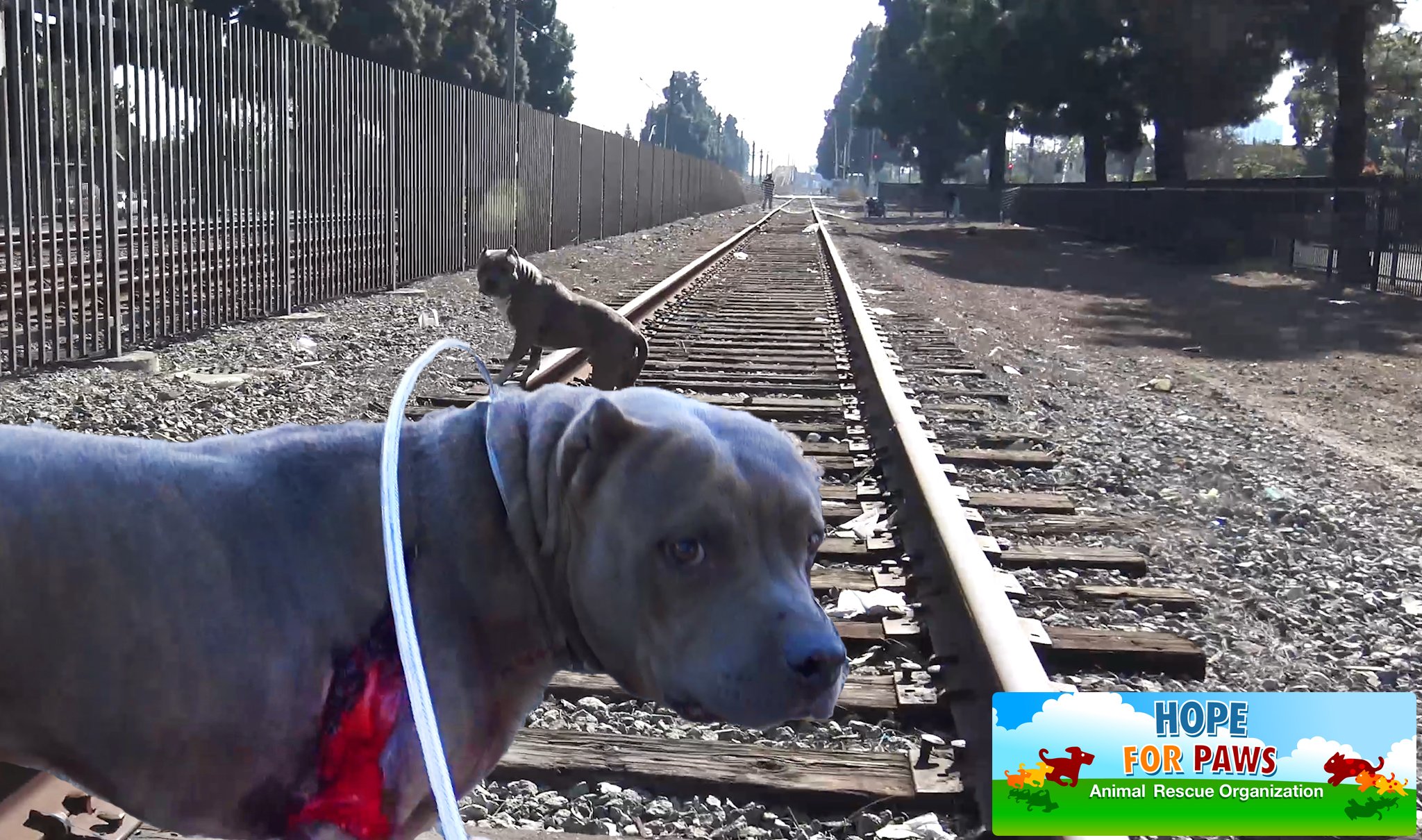 Hope For Paws on Twitter: Hope For Paws on Twitter: