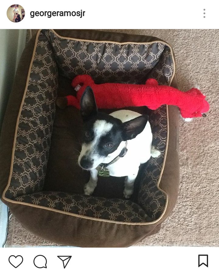 GeorgeWjar's tweet photo. I'm usually not one for #National anything day but this one I had to share. Adopt! It will change you in ways you didn't realize. Thanks to the miracle workers at Waccamaw Animal Shelter down in Conway, SC for #RascalTheWonderDog #NationalAdoptAShelterPetDay https://t.co/acZSYvL3HX